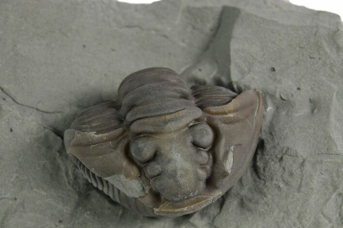 Wide Enrolled Flexicalymene Trilobite - Mt Orab, Ohio #347319